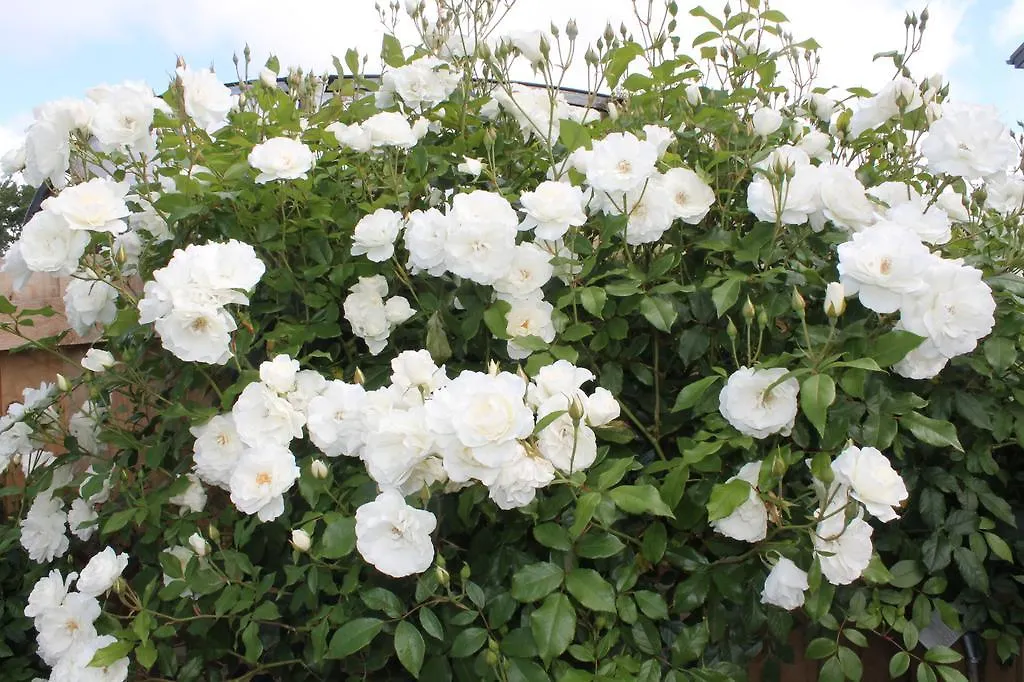 Bed & Breakfast Aroha Riccarton Bed And Breakfast Christchurch
